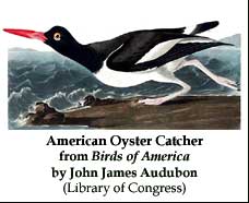Our Neighbors - American Oyster Catcher Library of Congress picture