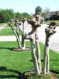 Gardening: Severely Pruned Crape Myrtle Picture