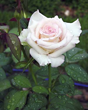 Gardening: Rose imsge