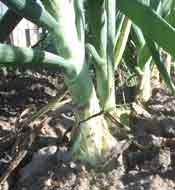 Gardening: Maturing pecans image