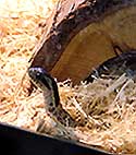 Snake image by Marilyn Clark