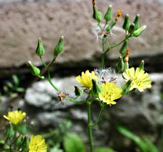 Gardening: Weed image