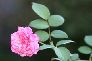 Gardening: Antique Rose Picture