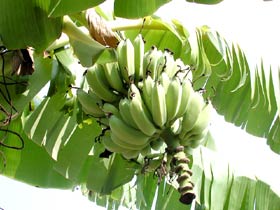 Gardening - Banana Plant