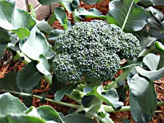Gardening: Broccoli Picture