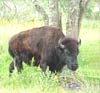 Nature - Bison picture
