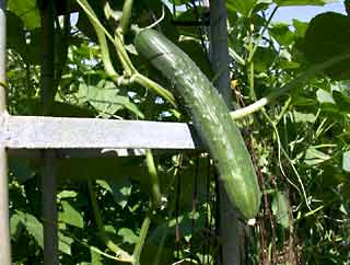 cucumber Auer image