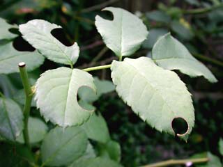 Gardening: Leaf Cutter Bee Holes in Leaf image