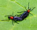 Gardening: Lovebugs image