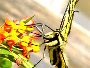 Gardening: Tiger Swallowtail on Butterfly Weed Picture