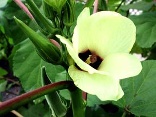 Gardening: Okra image