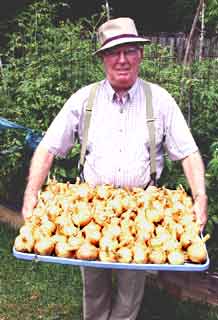 Gardening: Luke's Onions Picture