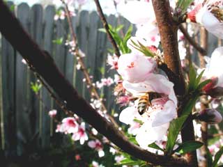 Gardening - Peach Tree in bloom Image