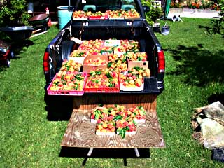 Gardening: Christmas Snow