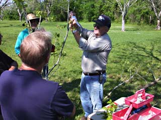 Gardening: Pecan Grafting image