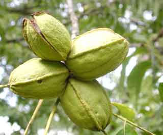Gardening: Maturing pecans image