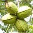 Gardening: Maturing pecans image