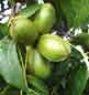 Gardening - Pecans image