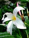 Gardening - Plumeria image