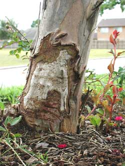 Gardening: Tree Damage image