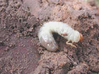 Gardening: White Grub image