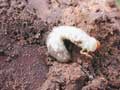 Gardening - White Grub image