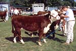 CCISD - Hereford Steer USDA 4-H image