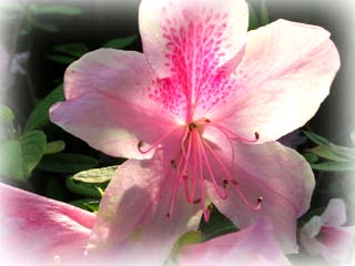 Gardening: Azalea flower image