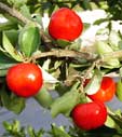 Gardening - Pomegranate image
