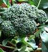 Gardening - Broccoli picture