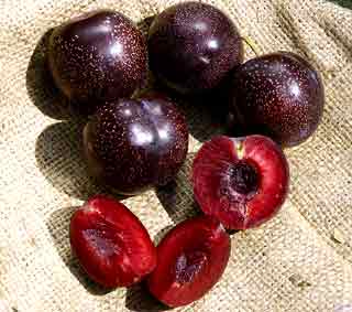 Gardening: Burgandy Plum Image