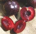 Gardening - Burgundy Plum image