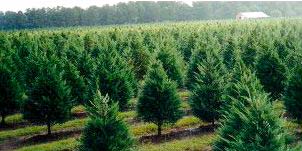 Trees for Christmas image