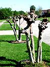 Gardening - Crape Myrtle Murder image