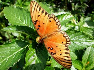 Gardening: Gulf Fritillary Image