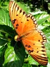 Gardening - Gulf Fritillary image