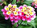 Gardening - Lantana Image