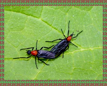 Gardening: Lovebugs image