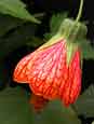 Gardening - Magic Lantern image