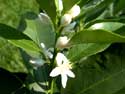 Gardening - Meiwa Kumquat