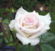 Gardening - Rose picture