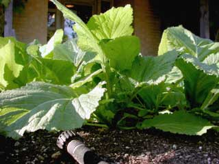 Gardening - Mustard greens image