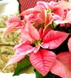Gardening - Poinsettia image