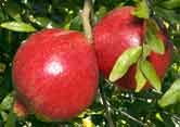 Gardening - Pomegranate image