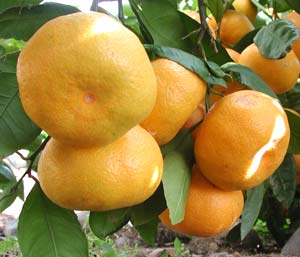 Satsuma Oranges image