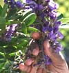 Gardening - Texas Mountain Laurel image