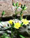Gardening - Weeds picture