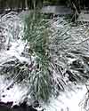 Gardening - Christmas Snow picture