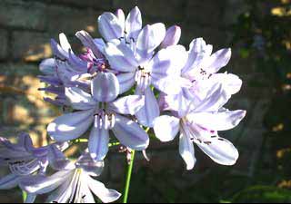 Gardening: Agapanthus image