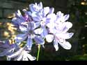 Gardening - Agapanthus image